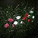 XLUX Outdoor Solar Powered Rose Lights Flower Stake, for Garden Patio Yard Christmas Pathway Decoration, Yellow