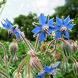Outsidepride Borage Herb Plant Flower Seed - 1 OZ