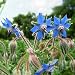 Outsidepride Borage Herb Plant Flower Seed - 1 OZ primary