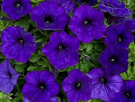 Perfect Plants Blue Petunia Bedding Plants Pack Of 12 Amazon Co Uk Garden Outdoors