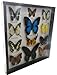 REAL 12 MIX BEAUTIFUL BUTTERFLY IN FRAME DISPLAY INSECT TAXIDERMY