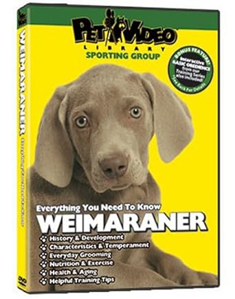 weimaraner puppy training