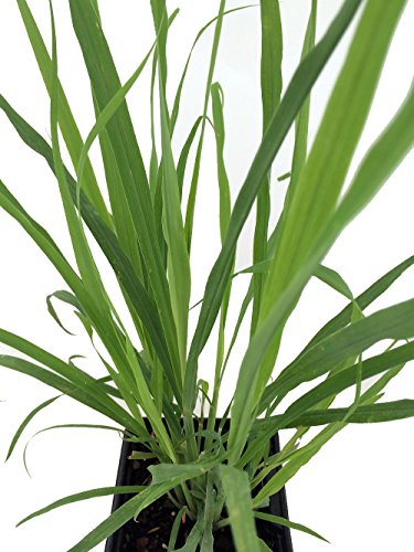 Lemon Grass Herb Plant - Cymbopogon - Also Repels Mosquitoes - Quart Pot