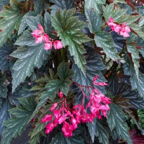 How to care for an angel wing begonia