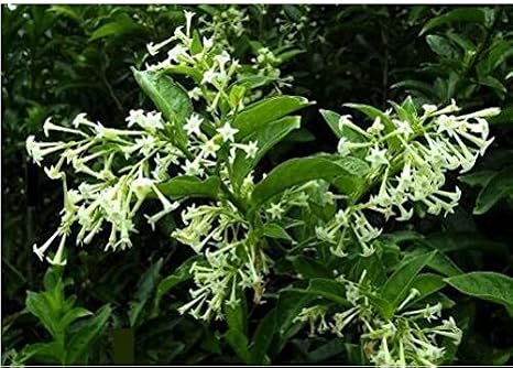 Graines De Fleurs Bonsai Night Blooming Jasmine Graines De Plantes En Pot Cestrum Nocturnum Arbuste Odorant Ombre Livraison Gratuite 30pcs W036