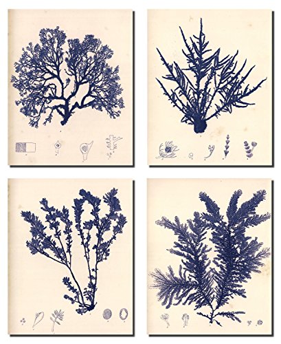 Blue Botanical I Lovely Vintage Flowers; Floral Decor; Four 8x10in Poster Prints. Blue/Cream(The smudges/imperfections are meant to give an aged appearance)