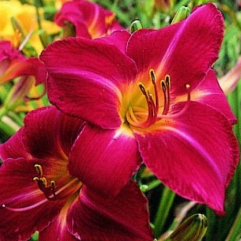 GardenNurserySince1996 Set of 10 Red Daylily Bulbs for Planting - Hardy Perennial Lily Roots for Colorful Summer Blooms, Full Sun to Partial Shade