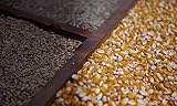 Southern Boy stills 2298543 10 lb. Moonshiners Blend 80% Cracked Corn, 10% RYE, 10% Barley by Detwiler Native Seed