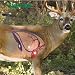 Whitetail Vital Shooting Target / Uv, Water, Tear Resistant