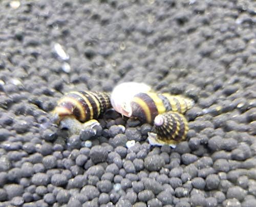 Amazon B O D Aqua キラースネール 3匹 セット 約２から３ｃｍ 小型の貝を食べる貝 淡水 生体 B O D Aqua 観賞魚 水中生物 通販