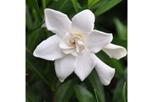 PLANTS BY MAIL Frostproof Gardenia (2.5 Gallon) Flowering Evergreen Shrub with Glossy Green Foliage and White Fragrant Blooms - Full to Part Sun Live Outdoor Plant…