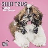 Shih Tzus 2020 Square Wall Calendar (Studio Pets) by