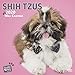Shih Tzus 2020 Square Wall Calendar (Studio Pets) by