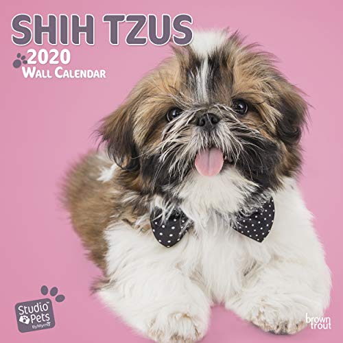 Shih Tzus 2020 Square Wall Calendar (Studio Pets) by