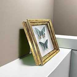 Real Framed Butterfly Moth Specimens，Various Moth