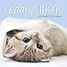 Cuddly Kittens 2020 Wall Calendar by 