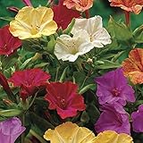 Four O'clock Marvel of Peru, 100 Seeds Beautiful