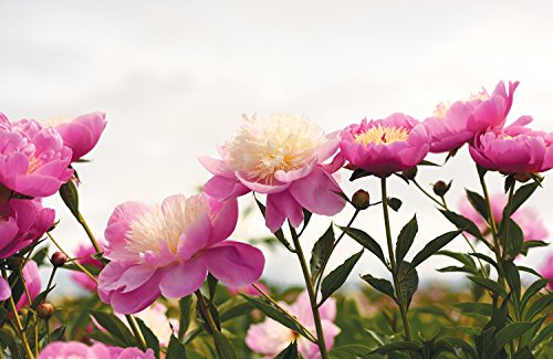 Peonies: Beautiful Varieties for Home & Garden (Flowers) - Thumbnail 7