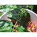 Peaberry Coffee – 100% Hawaiian Kona Peaberry Coffee Beans 'Kona Coffee' (10 oz). Medium Roasted (Peaberry Coffees) by The Big Island Coffee Roasters