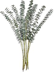 Floral Mixed Eucalyptus 5 Stem, 1 Ea