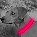 Domagiker LED Dog Collar Rechargeable - Waterproof Light Up Dog Collars, Adjustable Glow in The Dark Pet Collar, Safety Dog Lights for Night Walking (Large, Pink)