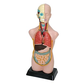 Übungstorso Mensch inkl. Arbeitsbuch