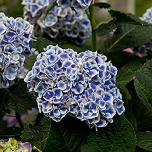 Details About Hydrangea MACROPHYLLA 'CITYLINE Mars' - Plant - 4 INCH Pot - Cut Back - DORMANT