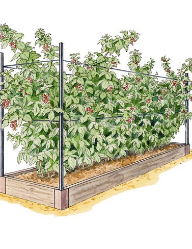 Raised Garden Bed, Raspberry Bed Kit