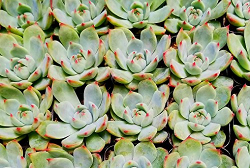Fat Plants San Diego Succulent Plants (20) - Thumbnail 7