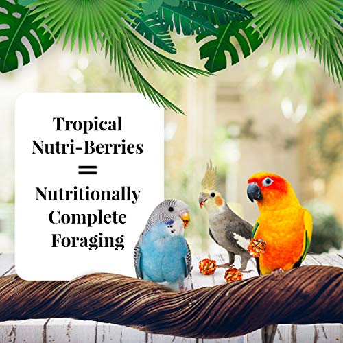 Lafeber's Tropical Fruit Nutri-Berries - Image 2