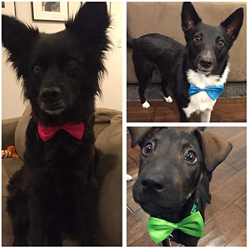 show dog accessories