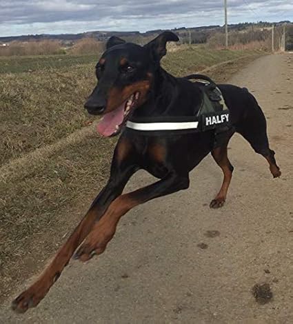 k9 personalised harness