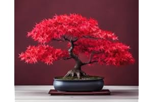 CZ GRAIN Scarlet Red Maple Bonsai Tree Seeds for Planting (20 Seeds)