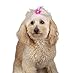 Aria Feather Bows for Dogs, 100-Piece Canisters