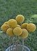 Afloral Pack of 10 - Dried Billy Buttons - Craspedia in Natural Yellow
