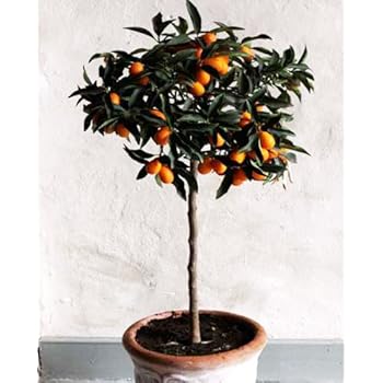 Amazon.com : Brighter Blooms Improved Meyer Lemon Tree, up ...