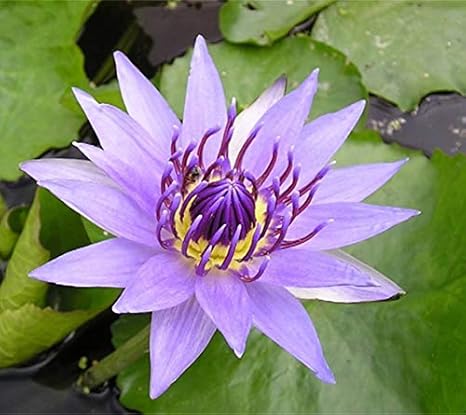 Amazon Co Jp 自然の花のベッド新鮮な球根秋と冬の植栽マジックホリデーギフト ビオトープ 睡蓮 温帯性睡蓮 スイレン のガーデン バケツスイレン 温帯性 紫の 6球根 Diy 工具 ガーデン Amazon Co Jp 自然の花のベッド新鮮な球根秋と冬の植栽マジックホリデーギフト ビオトープ 睡蓮 温帯性睡蓮 スイレン のガーデン バケツスイレン 温帯性 紫の 6球根 Diy 工具 ガーデン