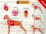 Canine Internal Organ Anatomy Chart, Anatomical Chart Company Staff, 1587795078