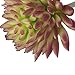 MagiDeal Artificial Succulent Real Touch Echeveria Flower Foliage Plant Decor Purple