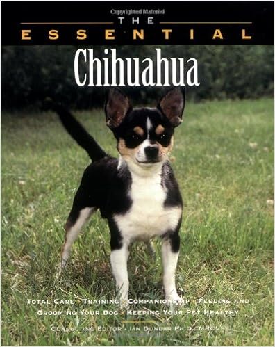 chihuahua essentials