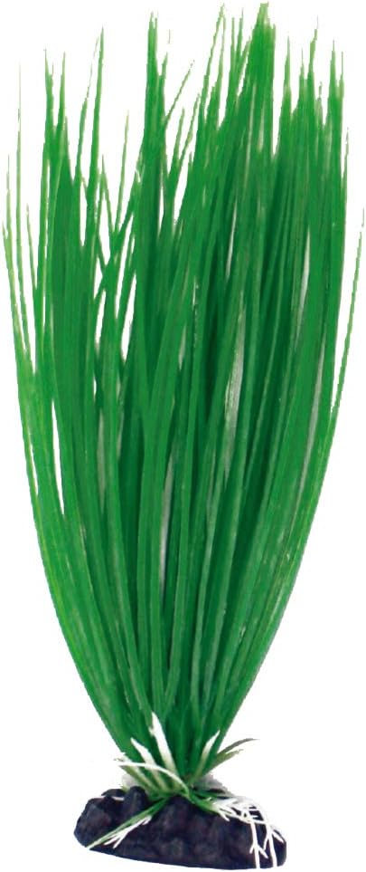 Wave Plant Classic Acorus, Small, Green