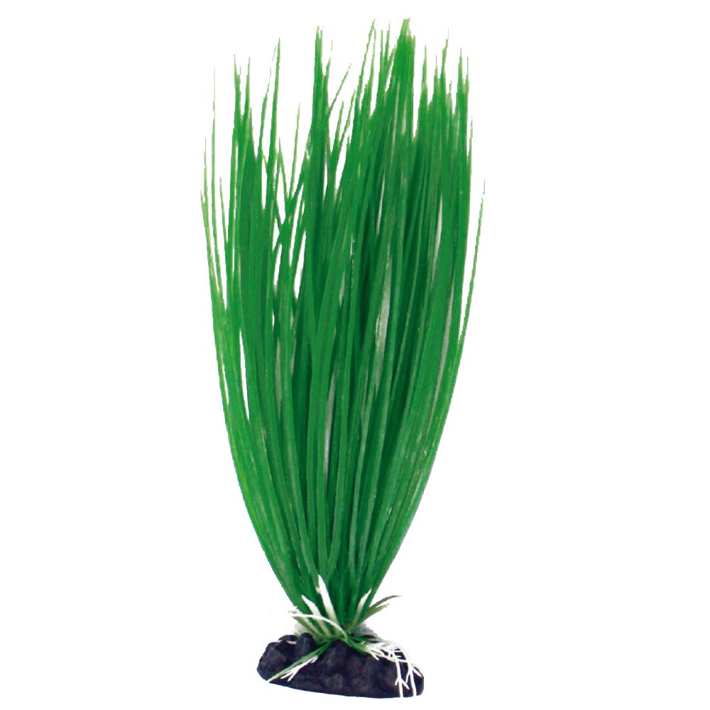 Wave Plant Classic Acorus, Small