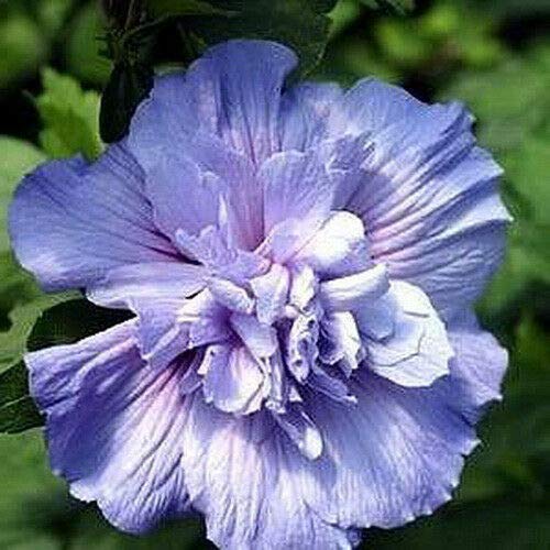 Rose of Sharon Hibiscus Tree 3N1 Colors 12 Ft Dormant Plant R1