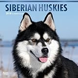 Siberian Huskies 2018 12 x 12 Inch Monthly Square Wall Calendar with Foil Stamped Cover, Animal Dog by