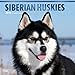 Siberian Huskies 2018 12 x 12 Inch Monthly Square Wall Calendar with Foil Stamped Cover, Animal Dog by