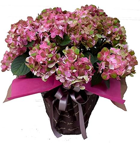 Amazon 母の日ギフト あじさい鉢 秋色アジサイ マジカルグリーンファイヤー8号 観葉植物 オンライン通販