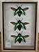 3 REAL Jewel Beetle Sternocera Aeguisignata Insect taxidermy in Box