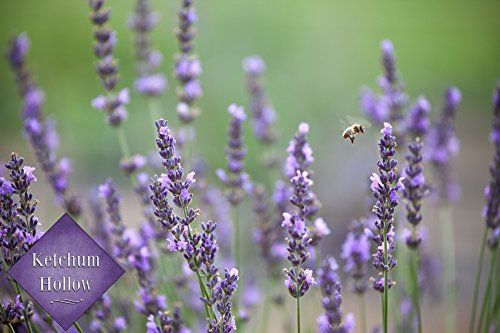 100% Natural Dried Lavender Bouquet from Ketchum Hollow, Grown in Idaho, USA, Bundle is Carefully Packaged for Safe Shipping, Perfect for Weddings, Home Decor, Gifts, and More