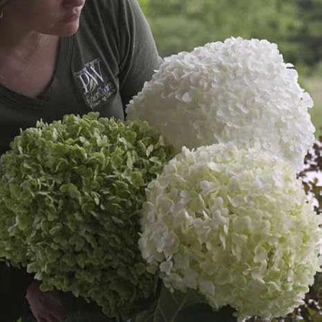 Amazon アジサイ アナベルジャンボ インクレディボール 5号ポット アベトゥー 期待のアナベル改良品種 花