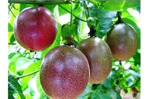 HELLO ORGANICS Passion Fruit Possum Purple Price Includes Four (4) Plants